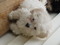 Click to view classifieds TQNHKZYS