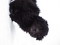 Click to view classifieds NLCEHVUG
