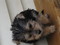 Click to view classifieds MXASNPMT