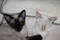 Click to view classifieds XBPVJJDP