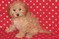 Click to view classifieds BFDBPHRH