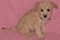 Click to view classifieds SHYTJUBU
