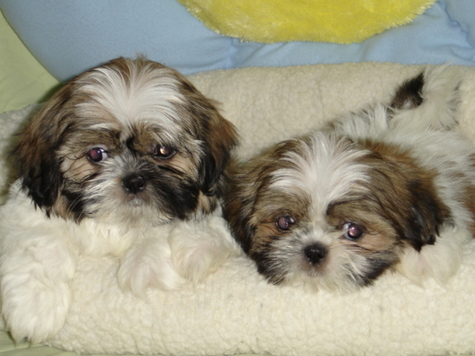 Yorkie  Puppies on Poo  550   Up On Each    Cocker A Tzu  Cockapoo  Shih Tzu And Yorkie