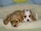 Click to view classifieds BXUGRRSV