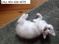 Click to view classifieds SOGQVHPU