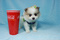 Click to view classifieds NYCMYQVA