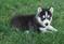 Click to view classifieds ASHXRQSJ
