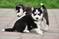 Click to view classifieds JUFORAWH