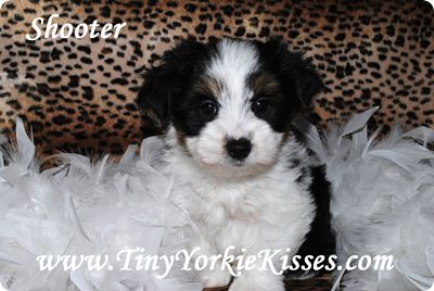 biewer yorkie for sale california biewer terrier yorkies for sale in california for sale 1 250 00 biewer yorkie for sale california biewer terrier yorkies for sale in california for sale 1 250 00