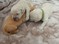 Click to view classifieds APDPSOAS