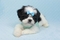 Click to view classifieds CCASHUYN