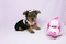 Click to view classifieds NKCVVPEV