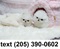 Click to view classifieds STOWKXBS