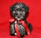 Click to view classifieds ZMYPHBLK