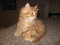 Click to view classifieds LDFGRVWX