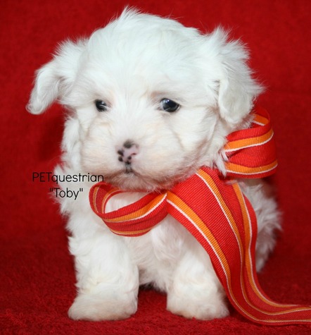 "Toby"