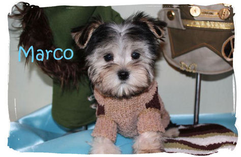 Marco