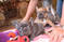 Click to view classifieds GQBOOKBM