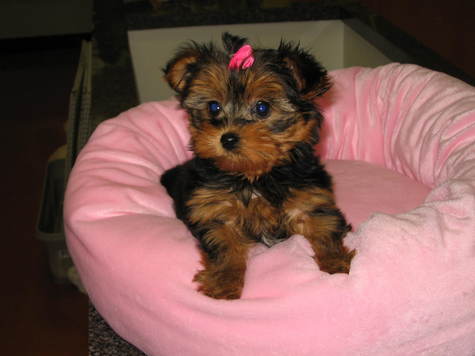 Yorkshire Terrier Puppies on The Cuteset Puppies Ever Must See      For Sale   599 00