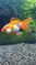 Click to view classifieds GLQLAAMR
