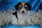Click to view classifieds ECAYOBJD