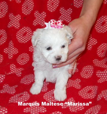 Marassia Photo 1