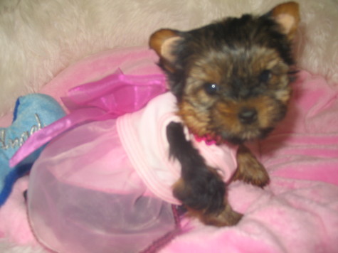 yorkie puppies for sale Classified Ads: Free yorkie puppies for sale Online 