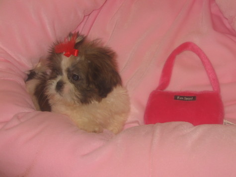 Teacup+shih+tzu+puppies+for+sale+uk