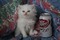 Click to view classifieds UCYODGTH
