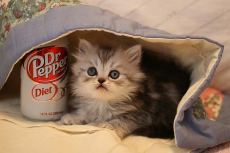 Toy exotic dollface longhair silver tabby male