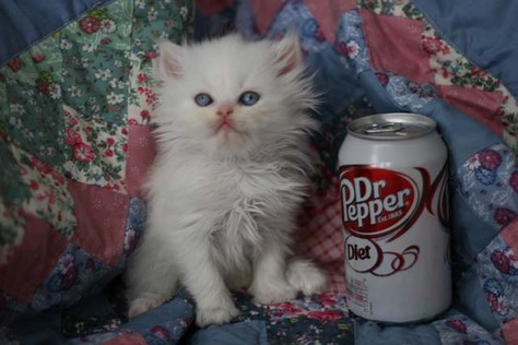Dewdrop; Toy creme point longhr female;6wks