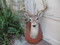 Click to view classifieds EFCRJMSH
