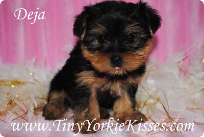 Yorkie Puppy