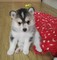 Click to view classifieds PTFTCHWL