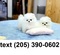 Click to view classifieds YWSQNWQG