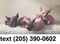 Click to view classifieds RBNZJKDF