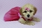 Click to view classifieds LVCBCEMC
