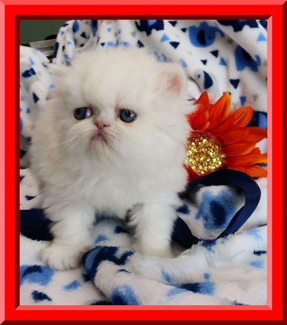 Twinkle, 4-1/2 Weeks