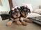 Click to view classifieds GURAFBJS