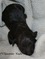 Click to view classifieds SOZLAMYF