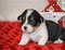Click to view classifieds VJZMFMEU
