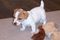 Click to view classifieds XUVXCOBN