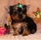 Click to view classifieds FZWJYDET
