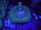 Click to view classifieds PHLOUPSR