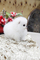 Click to view classifieds PUMDNLHM