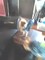 Click to view classifieds YSSYFSCU