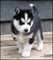 Click to view classifieds SHYNPZXR