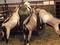 Click to view classifieds SKOQWHYD