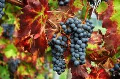 Resveratrol