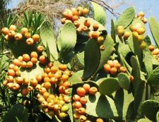 Nopal